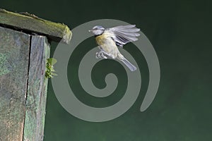 Blue tit; Parus caeruleus