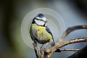 Blue Tit (Parus caeruleus).