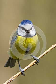 Blue Tit (Parus caeruleus)