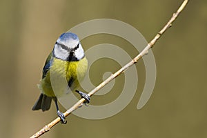 Blue Tit (Parus caeruleus)