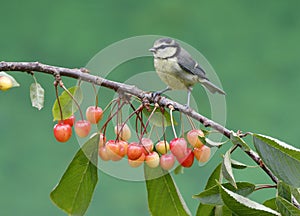 Blue tit, Parus caeruleus