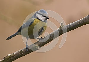 Blue tit (Parus caeruleus)