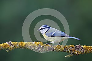 Blue Tit (Parus caeruleus)