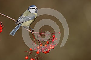 Blue tit, Parus caeruleus