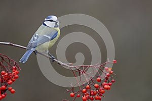 Blue tit, Parus caeruleus