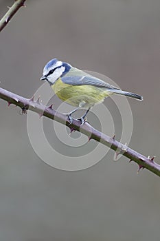 Blue tit, Parus caeruleus