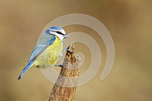 Blue Tit (Parus caeruleus)