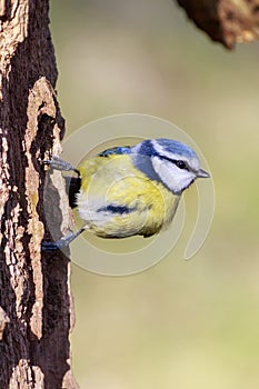 Blue Tit (Parus caeruleus)