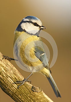 Blue tit (Parus caeruleus)