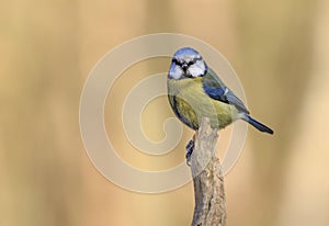 Blue Tit (Parus caeruleus)