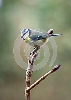 Blue Tit - Parus caeruleus photo