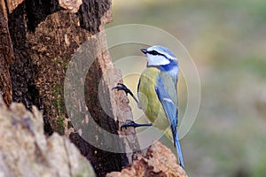 Blue Tit Parus caeruleus