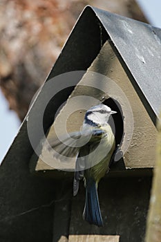 Blue Tit (Parus caeruleus)