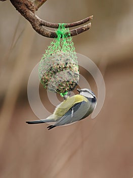 Blue Tit (Parus caeruleus)