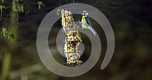 Blue Tit, parus caeruleus, Adult Feeding at Trough, Normandy