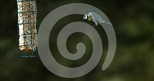 Blue Tit, parus caeruleus, Adult in Flight, Landing on Trough, Normandy,