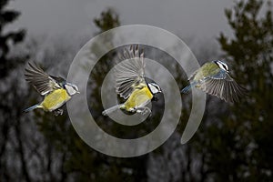 Blue Tit, parus caeruleus, Adult in Flight, Movement Sequence, Normandy