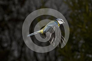 Blue Tit, parus caeruleus, Adult in Flight, Normandy