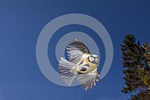 Blue Tit, parus caeruleus, Adult in Flight, Normandy