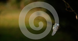 Blue tit, parus caeruleus, adult in flight, Normandy,