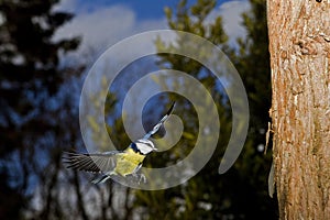 BLUE TIT parus caeruleus, ADULT IN FLIGHT, NORMANDY IN FRANCE