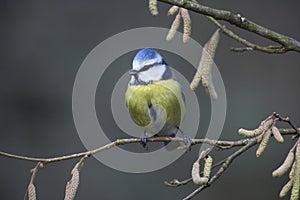 Blue Tit, parus caeruleus, Adult standing on Branch, Normandy