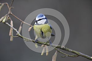 Blue Tit, parus caeruleus, Adult standing on Branch, Normandy