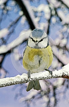 BLUE TIT parus caeruleus, ADULT STANDING ON BRANCH WITH SNOW