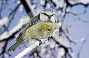 BLUE TIT parus caeruleus, ADULT STANDING ON BRANCH WITH SNOW