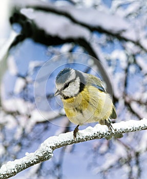 Blue Tit, parus caeruleus, Adult standing on Branch, with Snow