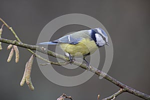 Blue Tit, parus caeruleus, Adult standing on Hazelnut Tree Branch, Normandy