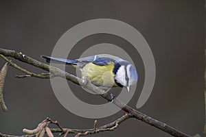 Blue Tit, parus caeruleus, Adult standing on Hazelnut Tree Branch, Normandy