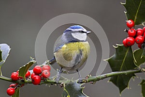 Blue Tit, parus caeruleus, Adult standing on Holly Branch, Normandy