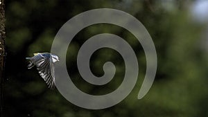 Blue Tit, parus caeruleus , Adult taking off from Tree Trunk, Flying