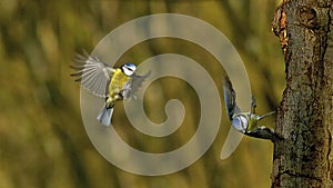 Blue Tit, parus caeruleus, Adults in Flight, Landing and Taking off from Tree Trunk, Normandy,