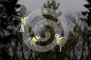 BLUE TIT parus caeruleus, ADULTS IN FLIGHT, NORMANDY IN FRANCE