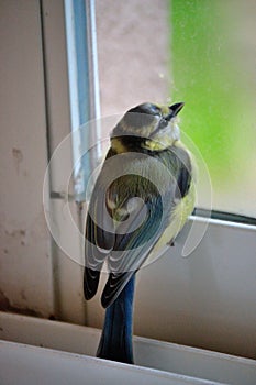 Blue Tit, Parus caeruleus, behind the window of a balcony of an urban development, Havirov, Czech Republic