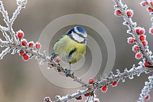 Blue tit, Parus caeruleus photo