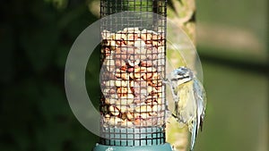 Blue tit parus caeruleus bird feeder with peanuts