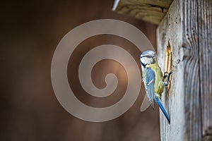 Blue tit Parus caeruleus on a bird house it inhabits