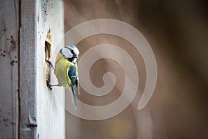 Blue tit Parus caeruleus on a bird house it inhabits