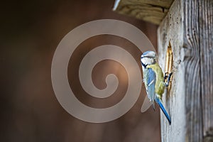 Blue tit Parus caeruleus on a bird house it inhabits photo