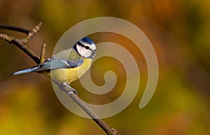 Blue tit, parus caeruleus. The bird sits on a branch in the forest, autumn