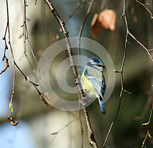 Blue Tit Parus caeruleus on the branch