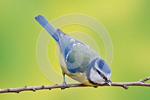 Blue tit, Parus caeruleus photo