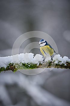 Blue Tit Parus Caeruleus cute blue and yellow songbird