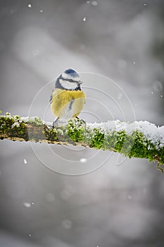 Blue Tit Parus Caeruleus cute blue and yellow songbird