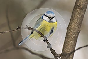 Blue tit, Parus caeruleus, Cyanistes caeruleus