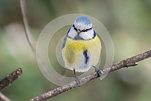 Blue tit, Parus caeruleus, Cyanistes caeruleus