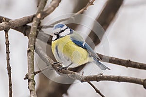 Blue tit, Parus caeruleus, Cyanistes caeruleus